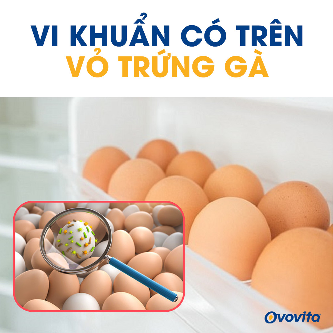 vi-khuan-salmonella-tren-vo-trung-ga